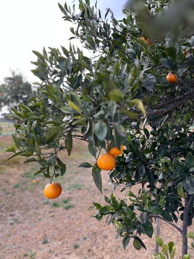 Agua De Verano San Bartolomé de la Torre Kültér fotó